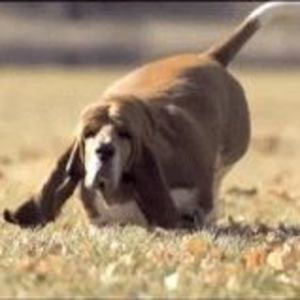 Meet your Posher, Robin